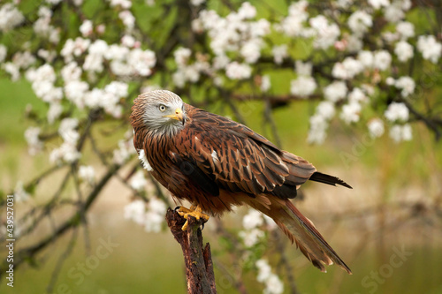 Red kite, in a tree with white blossom. A lake in the background. Bird of prey portrait The bird looks back