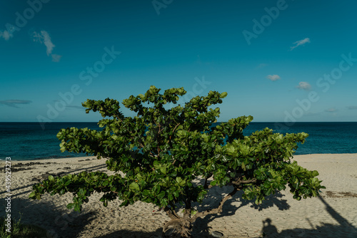 Keawaula Beach，Yokohama Bay， Kaena Point State Park，Oahu, Hawaii. Terminalia catappa is a large tropical tree in the leadwood tree family, Combretaceae. country almond, Indian almond, Malabar almond,