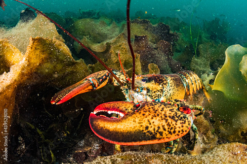 American Lobster Underwater