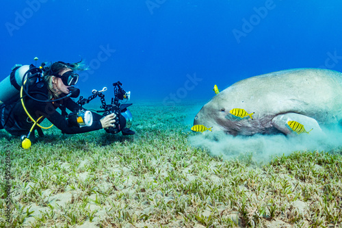 Photographer and Dugong photo