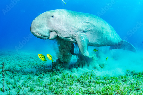 Dugong Feeding on Seagrass photo