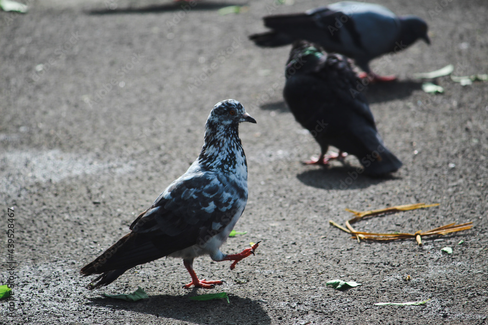 Obraz premium black bird on the beach