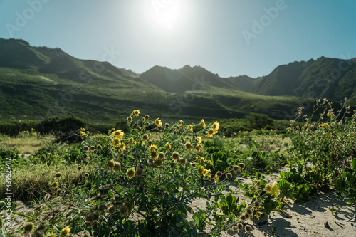 Verbesina encelioides is a flowering plant in the family Asteraceae. Keawaula Beach，Yokohama Bay， Kaena Point State Park，Oahu, Hawaii. golden crownbeard. gold weed. wild sunflower.

 photo