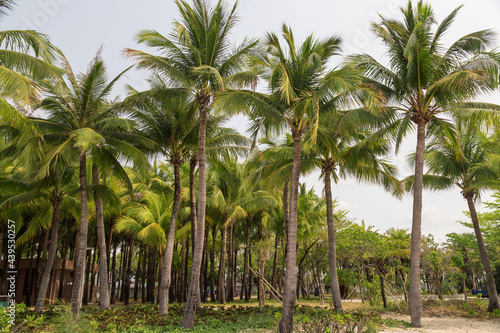 Tall coconut trees on the beach