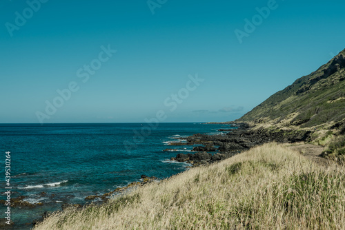Wallpaper Mural chloris barbata - swollen fingergrass. Kaena ponit trail, Oahu, Hawaii. Chloris is a widespread genus of plants in the grass family, known generally as windmill grass or finger grass. Torontodigital.ca