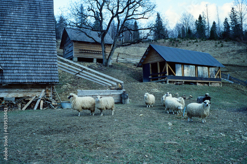 Houses on the meadow photo