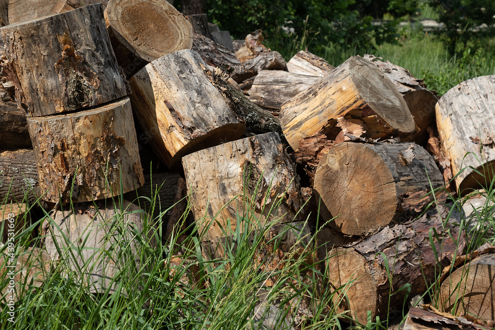 felled logs along the road on the grass. Logging deforestation concept felled logs along the road on the grass. Logging deforestation concept