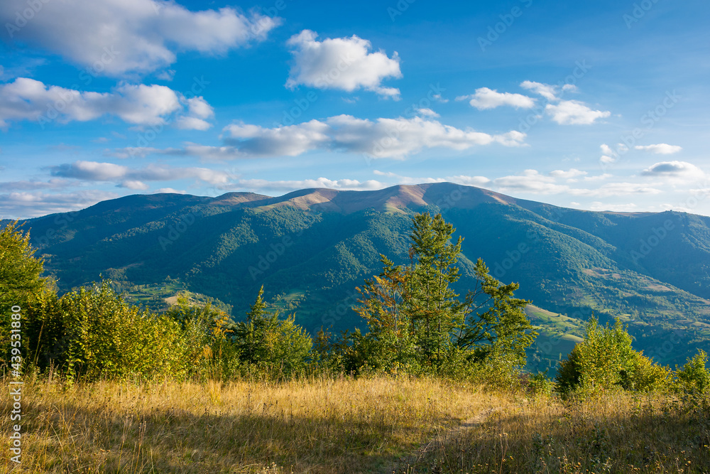 Obraz premium mountainous countryside landscape in autumn. trees on the meadow in evening light. view in to the distant ridge. wonderful nature scenery of transcarpathia. clouds above polonina krasna range