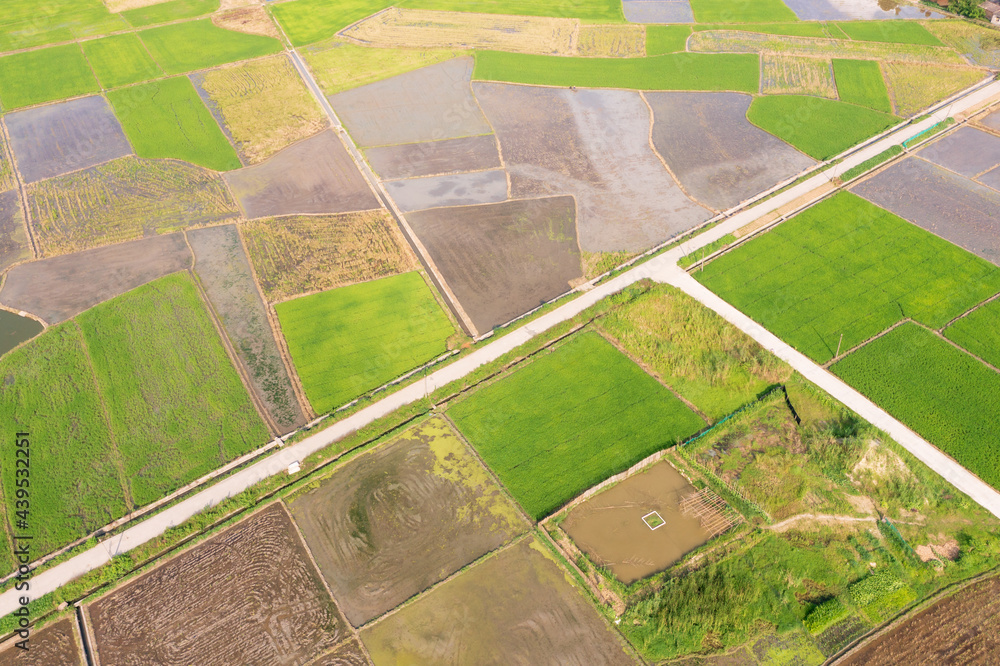Obraz premium The blue sky and white clouds, the beautiful Chinese countryside, the paddy fields near the Chinese cities, the development of Chinese agriculture.