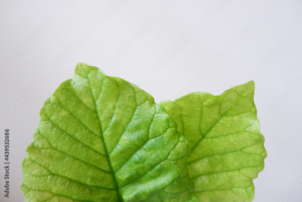 Obraz premium Ecology concept background, Closed up Green leaves, Leave Vein. Macro.