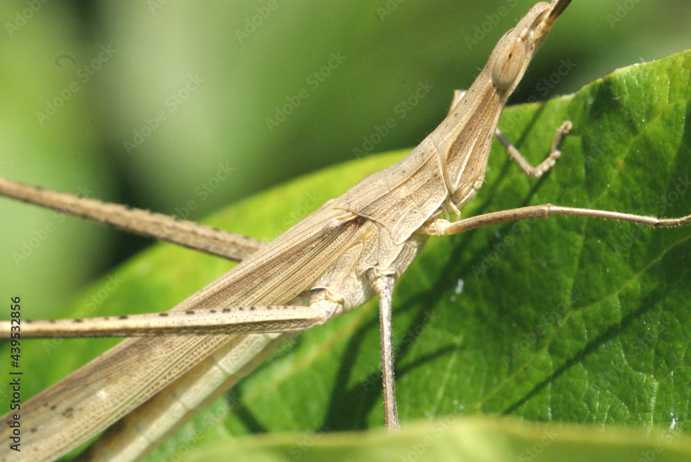 茶色のショウリョウバッタ Stock 写真 Adobe Stock 茶色のショウリョウバッタ Stock 写真 Adobe Stock