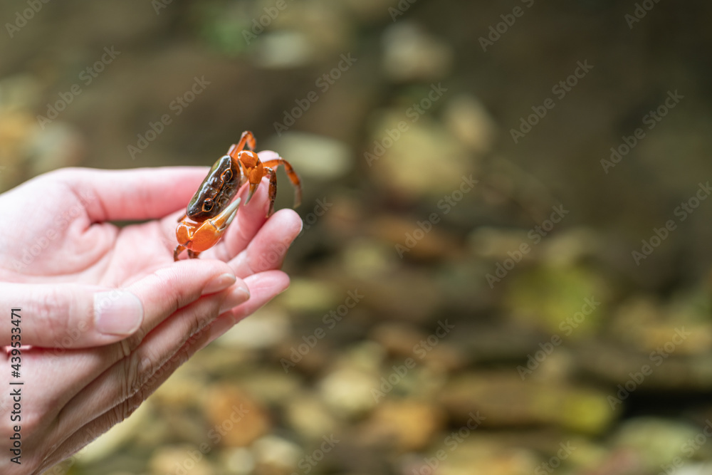 Obraz premium サワガニを見つけたよ