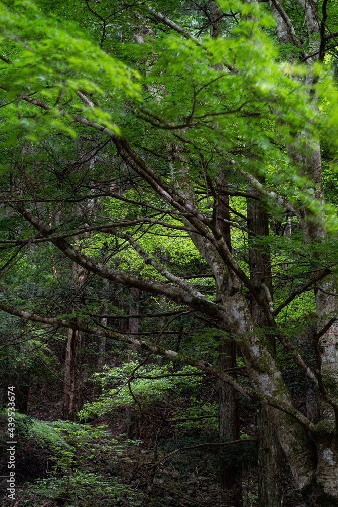 新緑の森