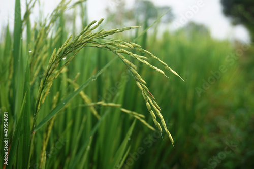 Rice ready to harvest blowing by wind