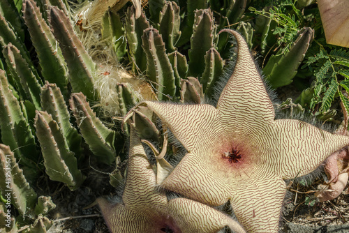 Stapelia gigantea is a species of flowering plant in the genus Stapelia of the family Apocynaceae. Zulu giant, carrion plant and toad plant. Kaena ponit trail, Oahu, Hawaii photo