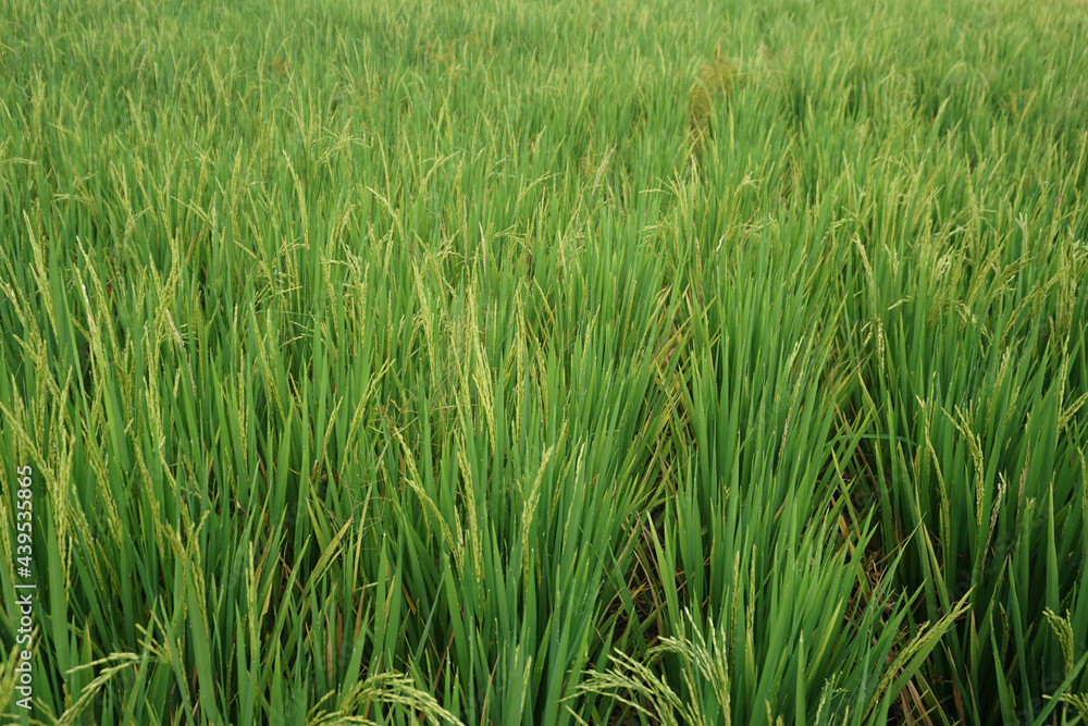green rice field and ready to harvest