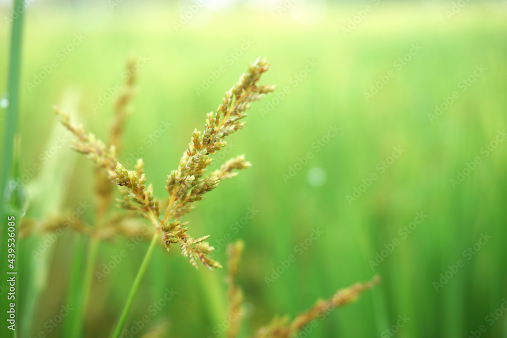 Rice flower siolated with blurry rice field background Rice flower siolated with blurry rice field background