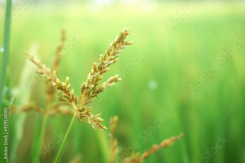 Rice flower siolated with blurry rice field background