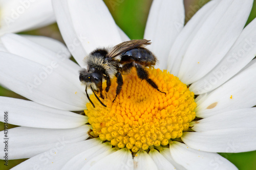 Graue Sandbiene // Ashy mining bee, grey mining bee (Andrena cineraria) photo