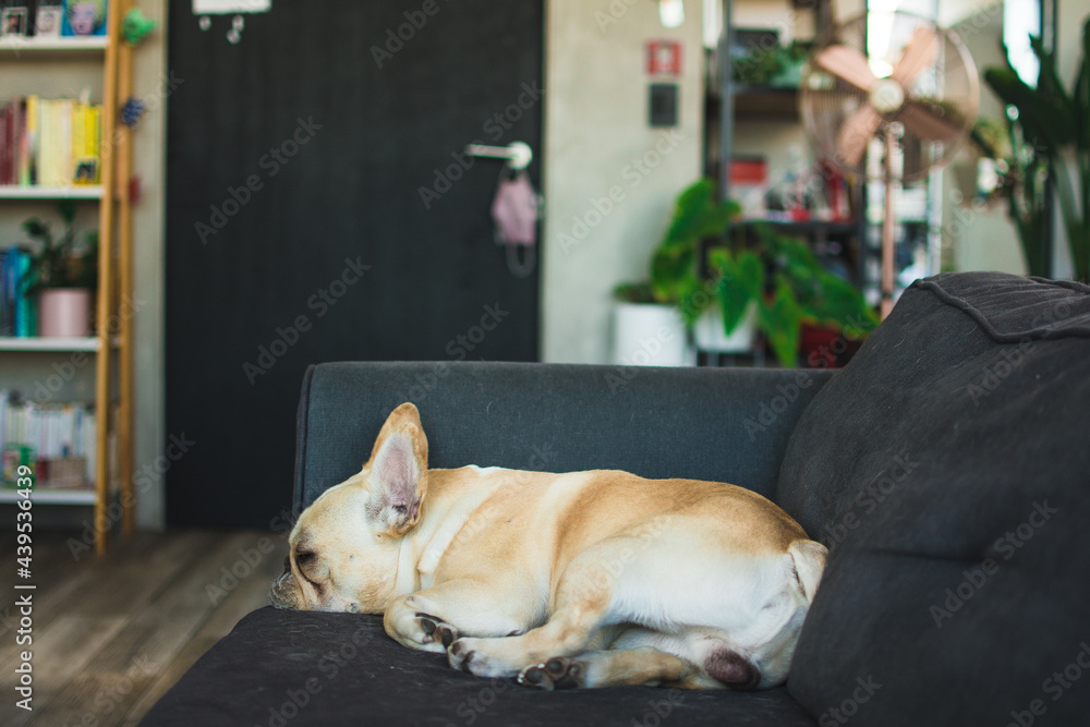 Adorable dog sleeping on the couch Adorable dog sleeping on the couch