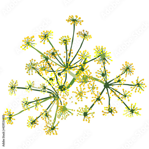 Vector isolated illustration of blooming dill