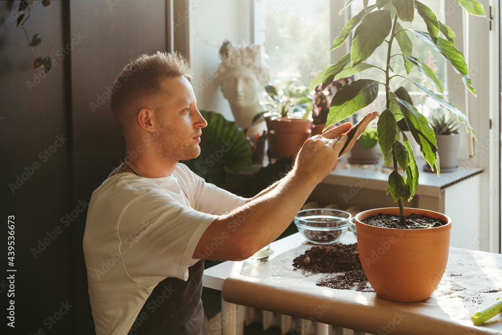 A man takes care of indoor plants. A man takes care of indoor plants.