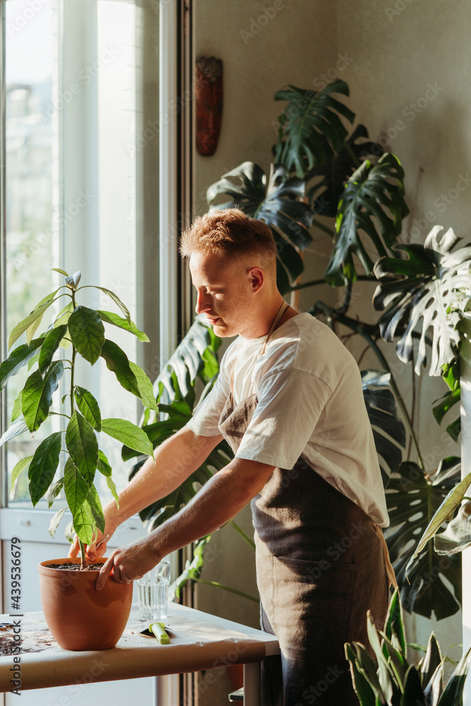 A man replunting indoor plants at home. A man replunting indoor plants at home.