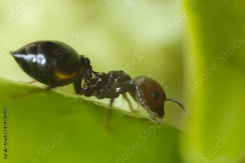Ant on a plant leaf, close up macro shot.Ants are attracted to the honeydew produced by sap-sucking aphids. Italy. 