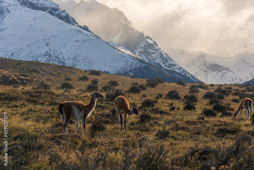 Scenes of wild animals and snow-capped mountains, natural scenery of South America, Torres del Paine National Park, Chile. photo