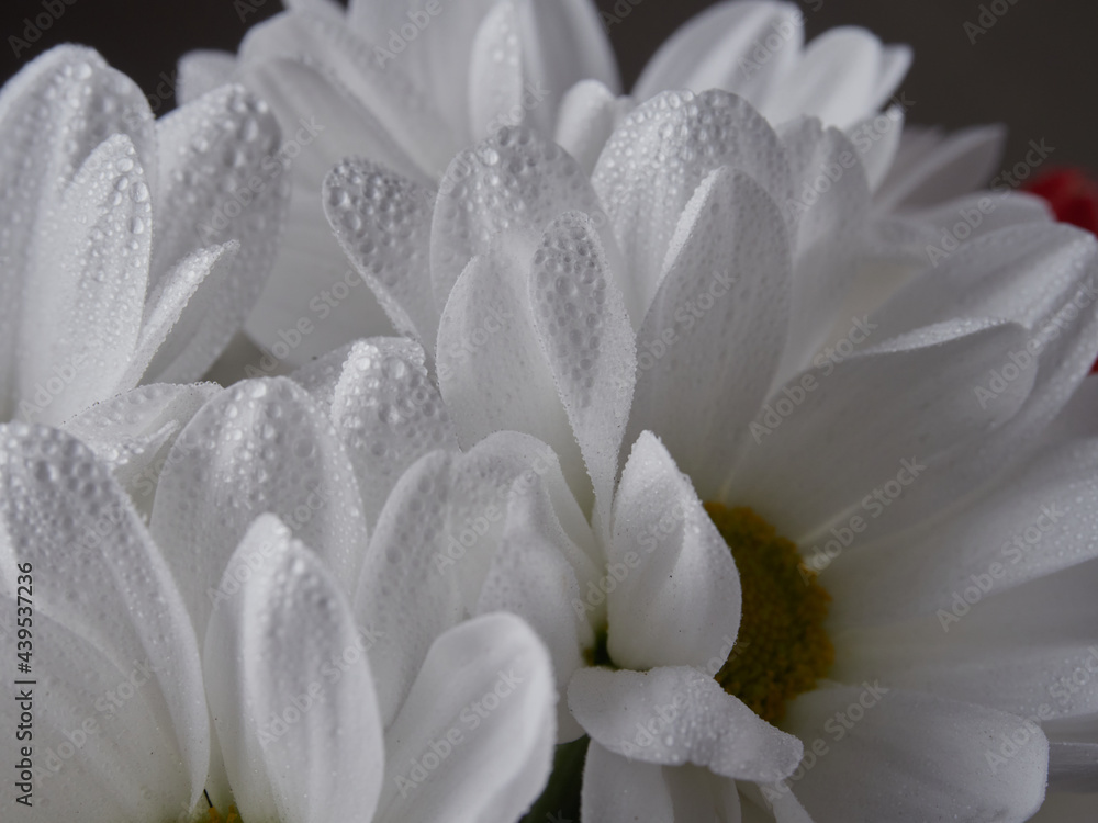 White chrysanthemums on a light background. A bouquet of delicate flowers as a gift. Cultivation of white chrysanthemums. Elegant bouquet for a gift card. Background for design and lettering.