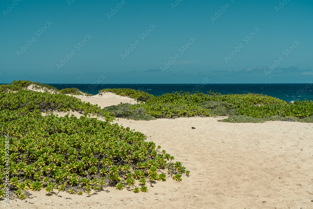 Scaevola taccada, also known as beach cabbage, sea lettuce, beach naupaka, naupaka kahakai. Kaena Point State Park, Oahu, Hawaii. Scaevola taccada, also known as beach cabbage, sea lettuce, beach naupaka, naupaka kahakai. Kaena Point State Park, Oahu, Hawaii.
