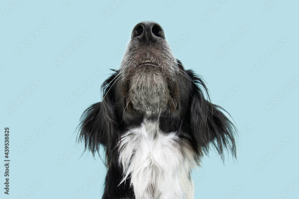 Close-up border collie dog looking up. Isolated on blue background. smelling concept - obrazy, fototapety, plakaty 