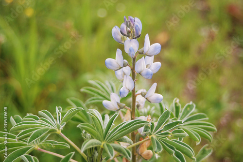 Piante di Lupino (Lupinus albus) con infiorescenza in primo piano