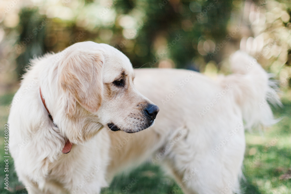 Male golden retriever Male golden retriever