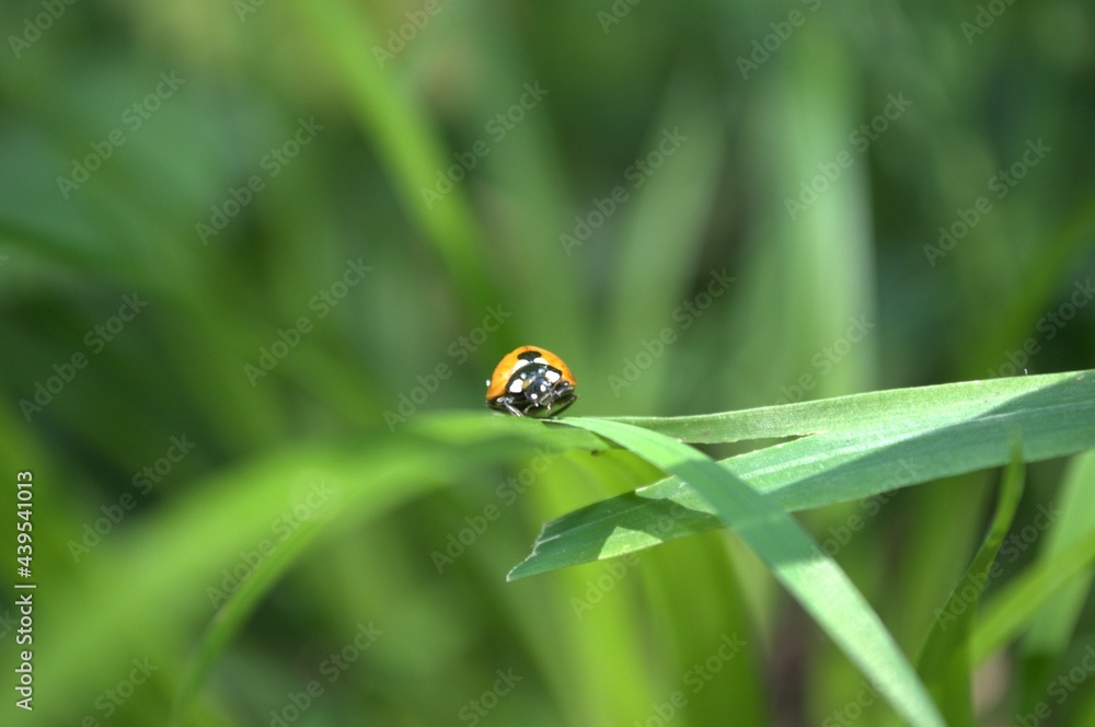 Ladybug On Grass Ladybug On Grass