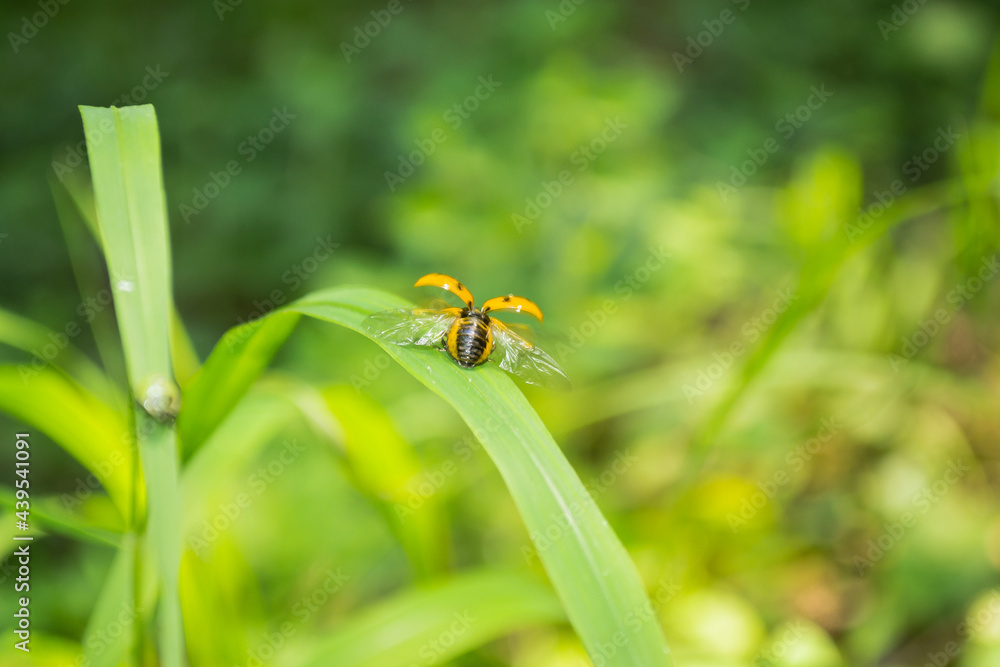 Ladybug On Grass Ladybug On Grass