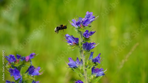 Fototapeta Naklejka Na Ścianę i Meble -  Bonn Germany June 2021 Meadow sage with bumblebee in front of green meadow in sunshine 