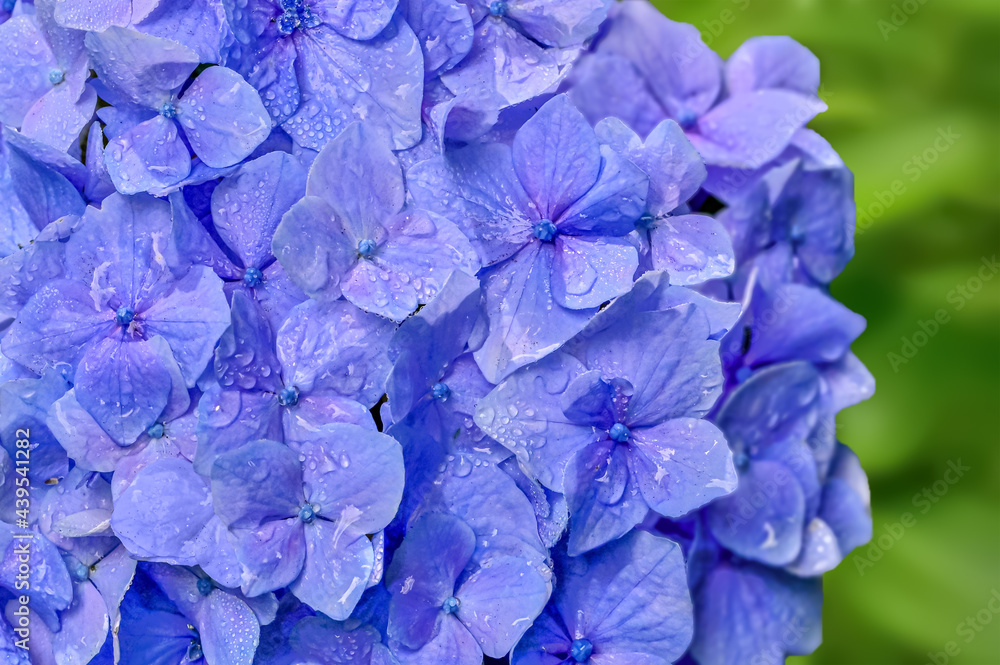 雨上がりの紫陽花(Hydrangea) 雨上がりの紫陽花(Hydrangea)