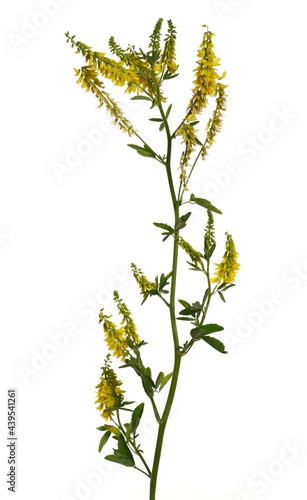 Yellow field flowers isolated on white background with clipping path