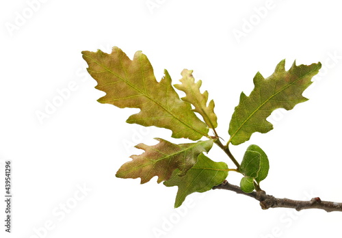 Oak branch with leaves isolated on white background with clipping path