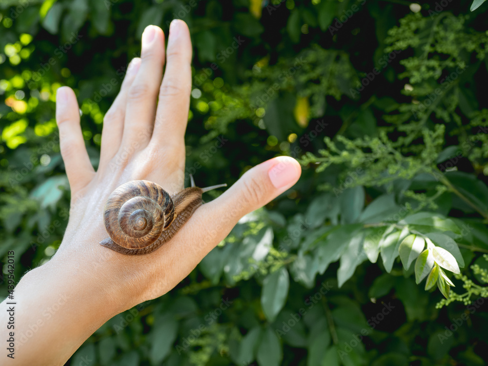 Woman hand with live snail on green foliage background. Shelled gastropod crawls on human palm. Symbol of nature exploration, unity of people and nature.