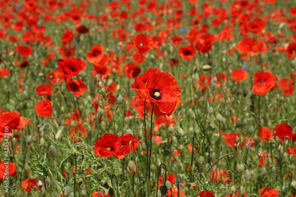 Naklejka premium Field of red Poppy Flowers in Summer