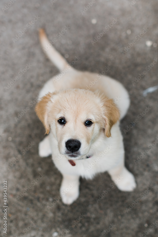 Golden retriever puppy sitting on cement Golden retriever puppy sitting on cement