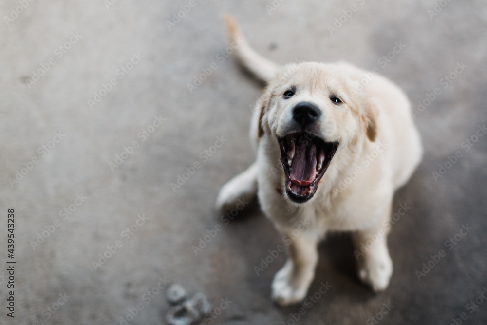 Golden retriever puppy yawning but appears to smile Golden retriever puppy yawning but appears to smile
