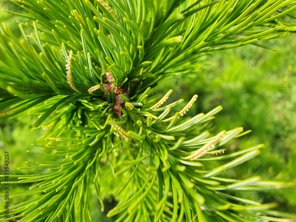 Fir needles are affected by the disease. Yellow mushrooms on green needles. Fir needle rust is caused by rust fungus. It affects different types of fir. Fir needles are affected by the disease. Yellow mushrooms on green needles. Fir needle rust is caused by rust fungus. It affects different types of fir.
