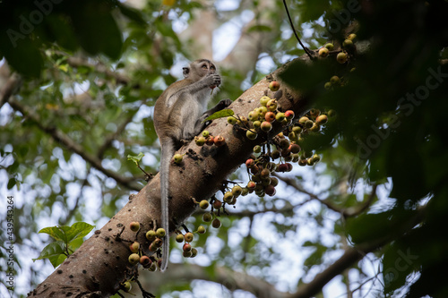 Long tail Macaque in a wild fig tree eating the fruits photo