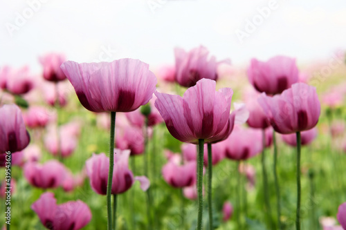 Field of red violett Poppy Flowers in Summer