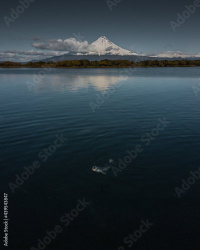 Seal in fron of the volcano in Kamchatka photo