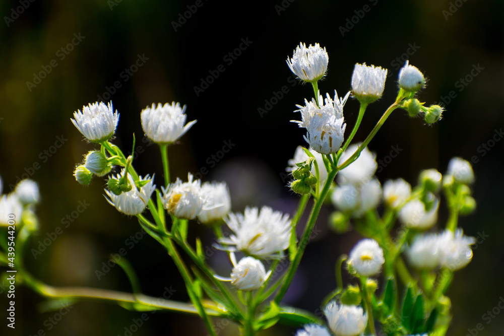 White wildflowers. Dark background. White wildflowers. Dark background.