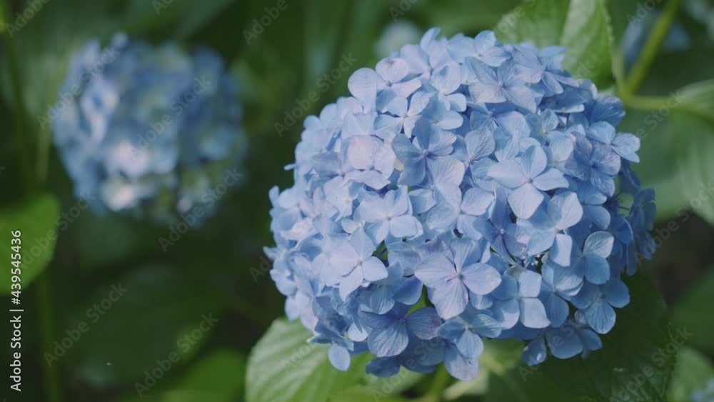 満開の紫陽花、高幡不動尊にて 4K UHD スローモーション 満開の紫陽花、高幡不動尊にて 4K UHD スローモーション